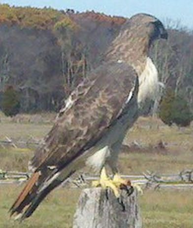 annabelle2 A close-up of Annabelle
